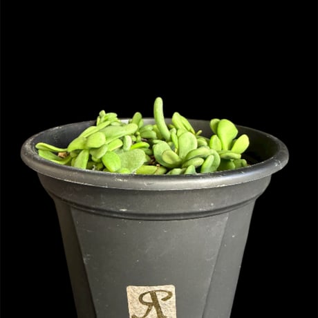 ケラリアピグマエア | STORES