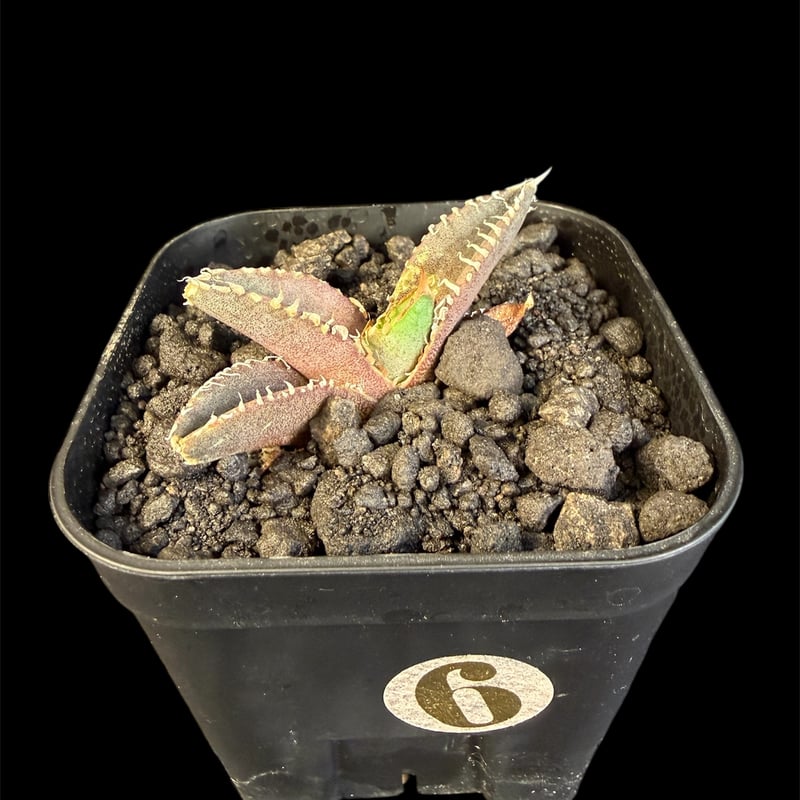 アガベチタノタ「星空（ほしぞら）」 | HANDS PLANTS