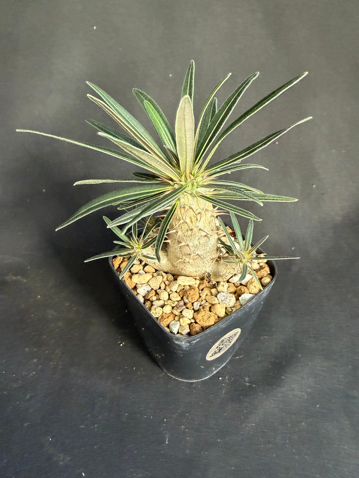 グラキリス 実生 ①13 | HANDS PLANTS