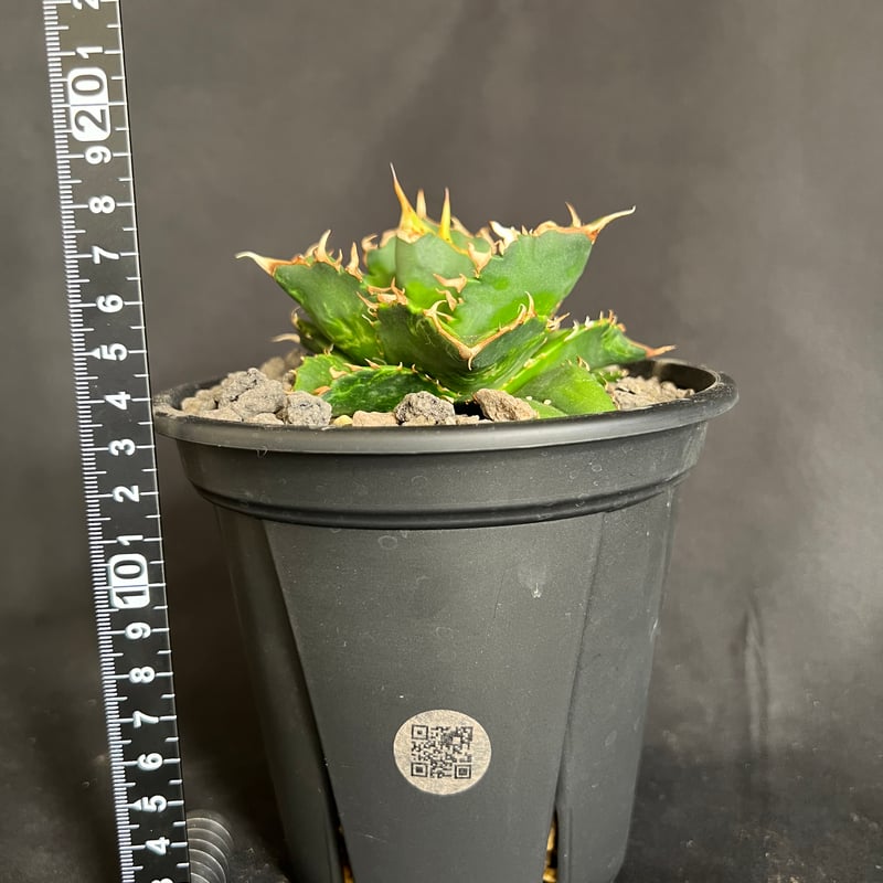 アガベ チタノタ レッドキャットウィーズル5号 27 | HANDS PLANTS