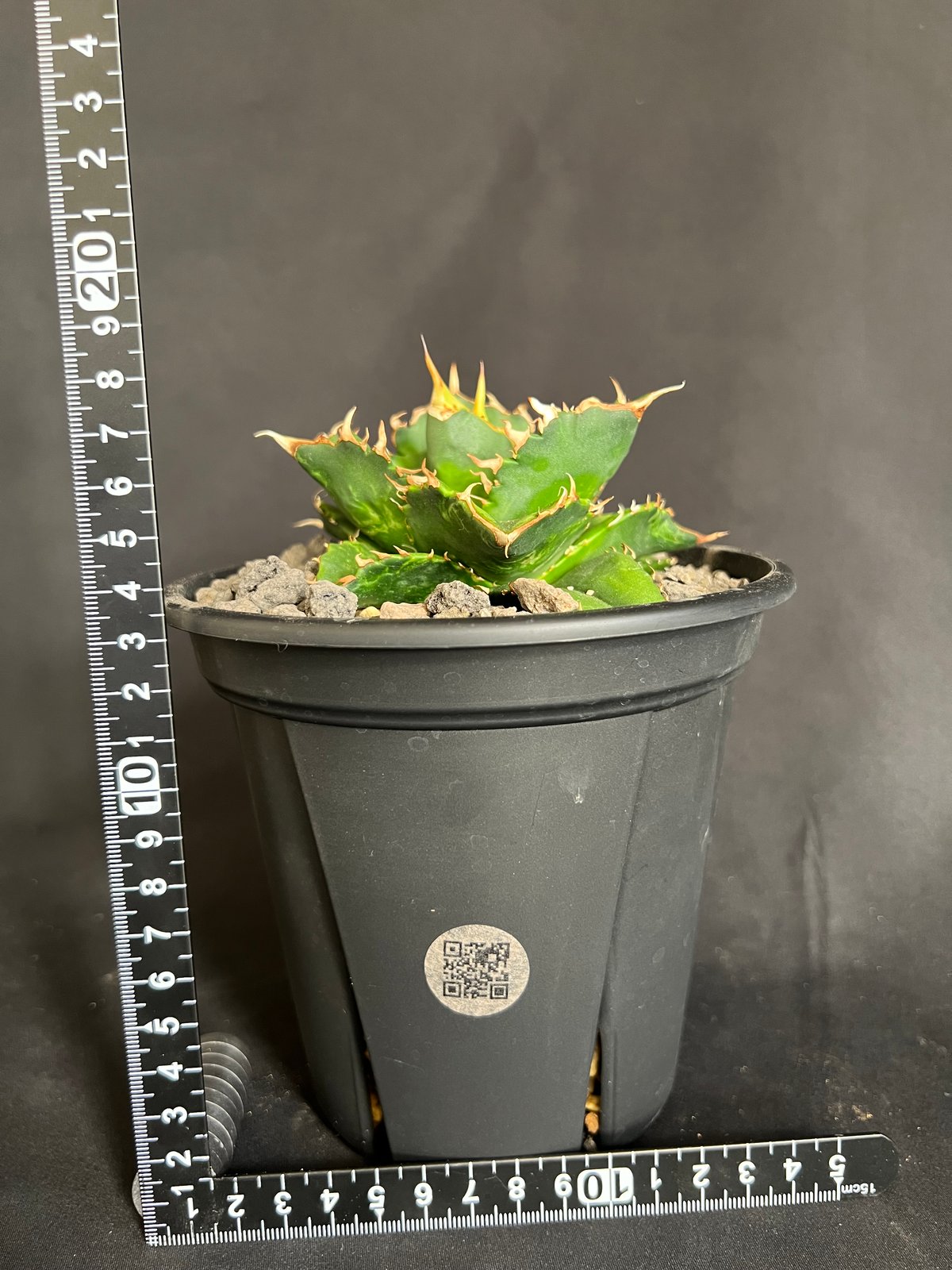 アガベ チタノタ レッドキャットウィーズル5号 27 | HANDS PLANTS
