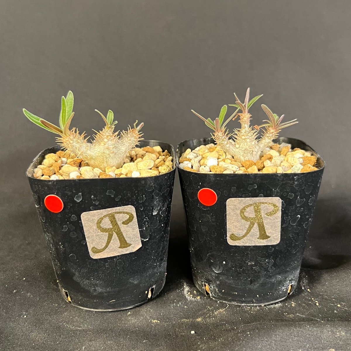 パキポディウム グラキリス 2株セット 【公式通販】