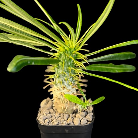 パキポディウムアンボンゲンセ | STORES