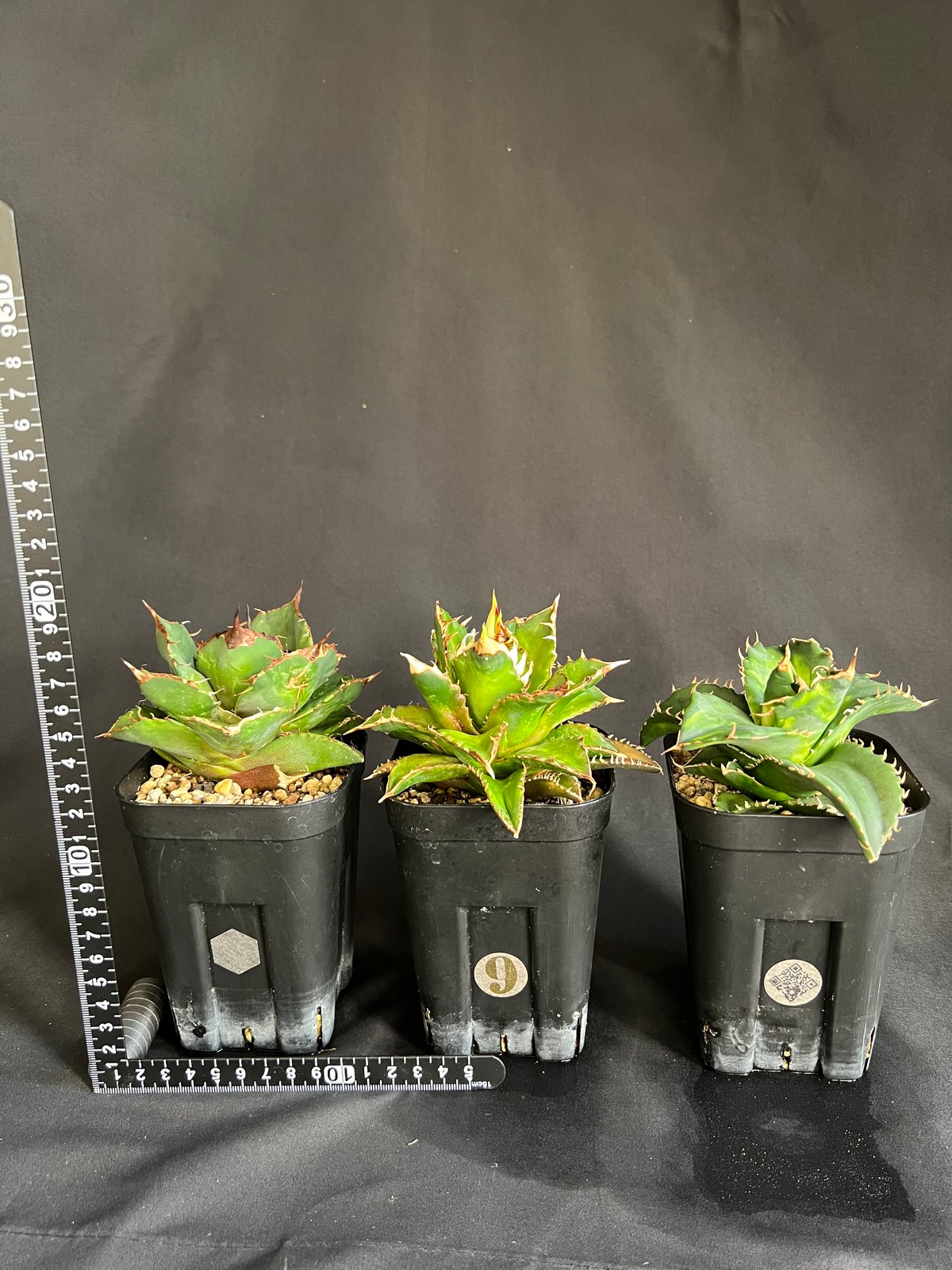 アガベ チタノタ 3株セット‼︎ | HANDS PLANTS