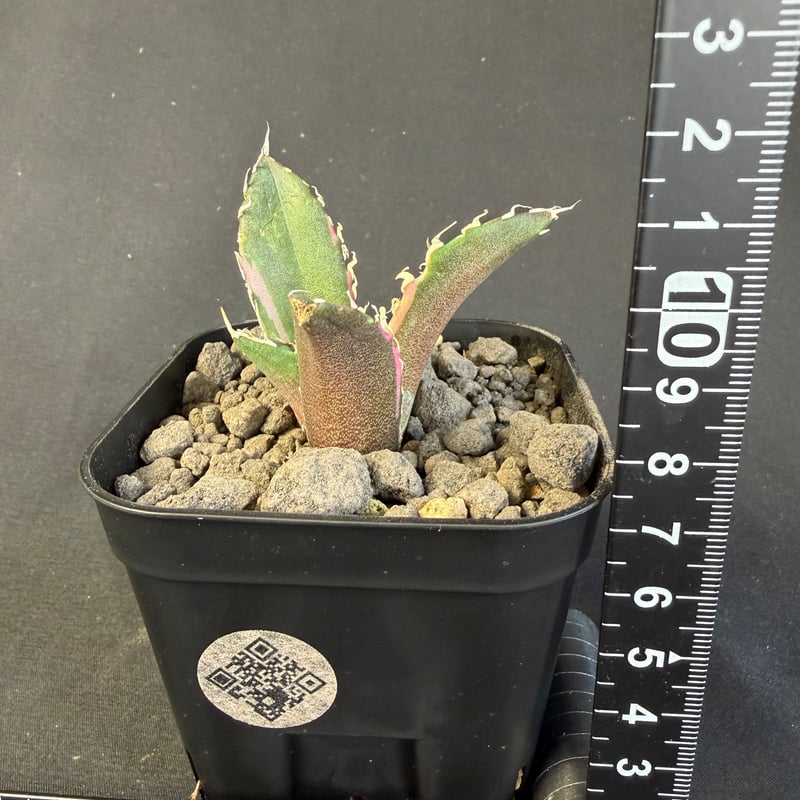 アガベ チタノタ 白鯨錦 B | HANDS PLANTS