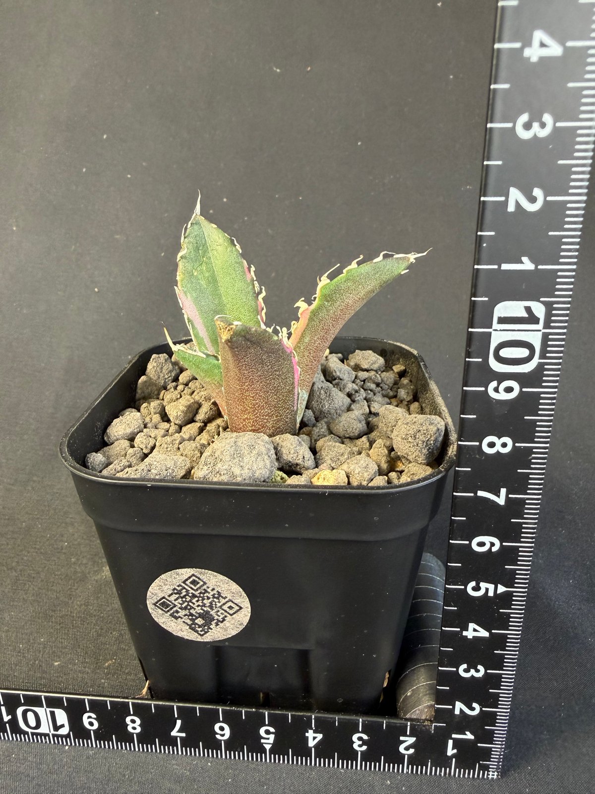 アガベ チタノタ 白鯨錦 B | HANDS PLANTS