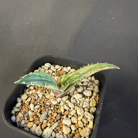 アガベ　チタノタ　白鯨錦　⑧