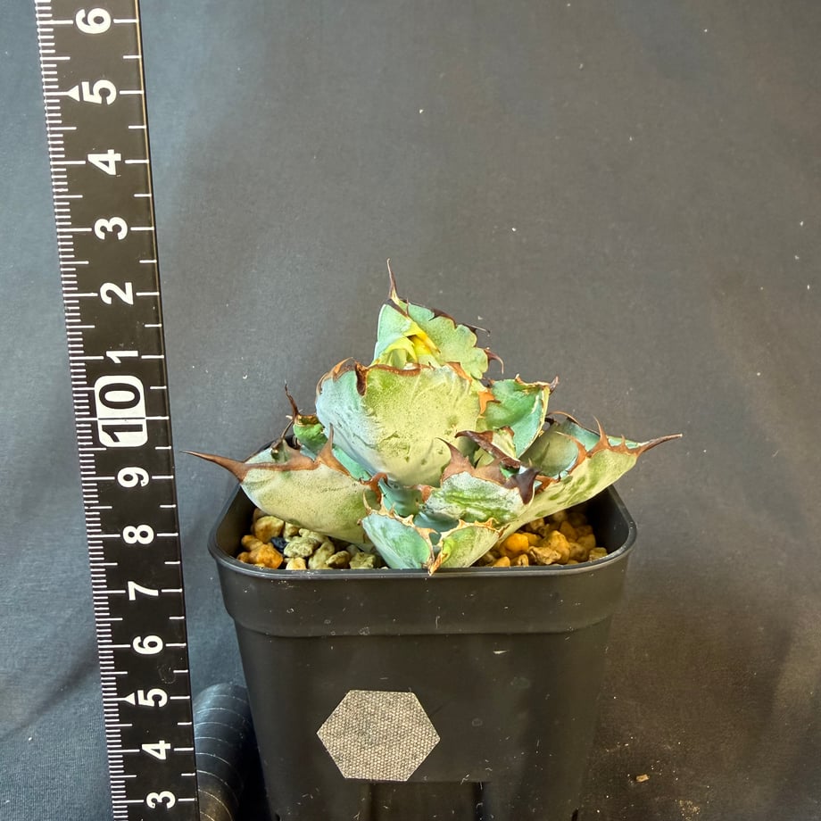 69e6fc7b467cc77b37045f91