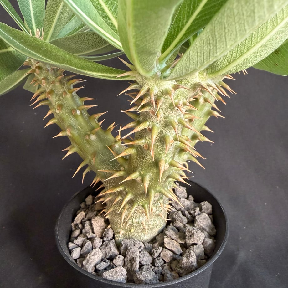 68d4b88e75fe893e94e433e7