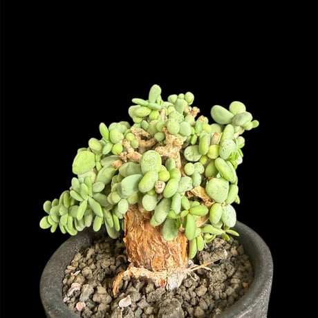 ケラリアピグマエア | STORES