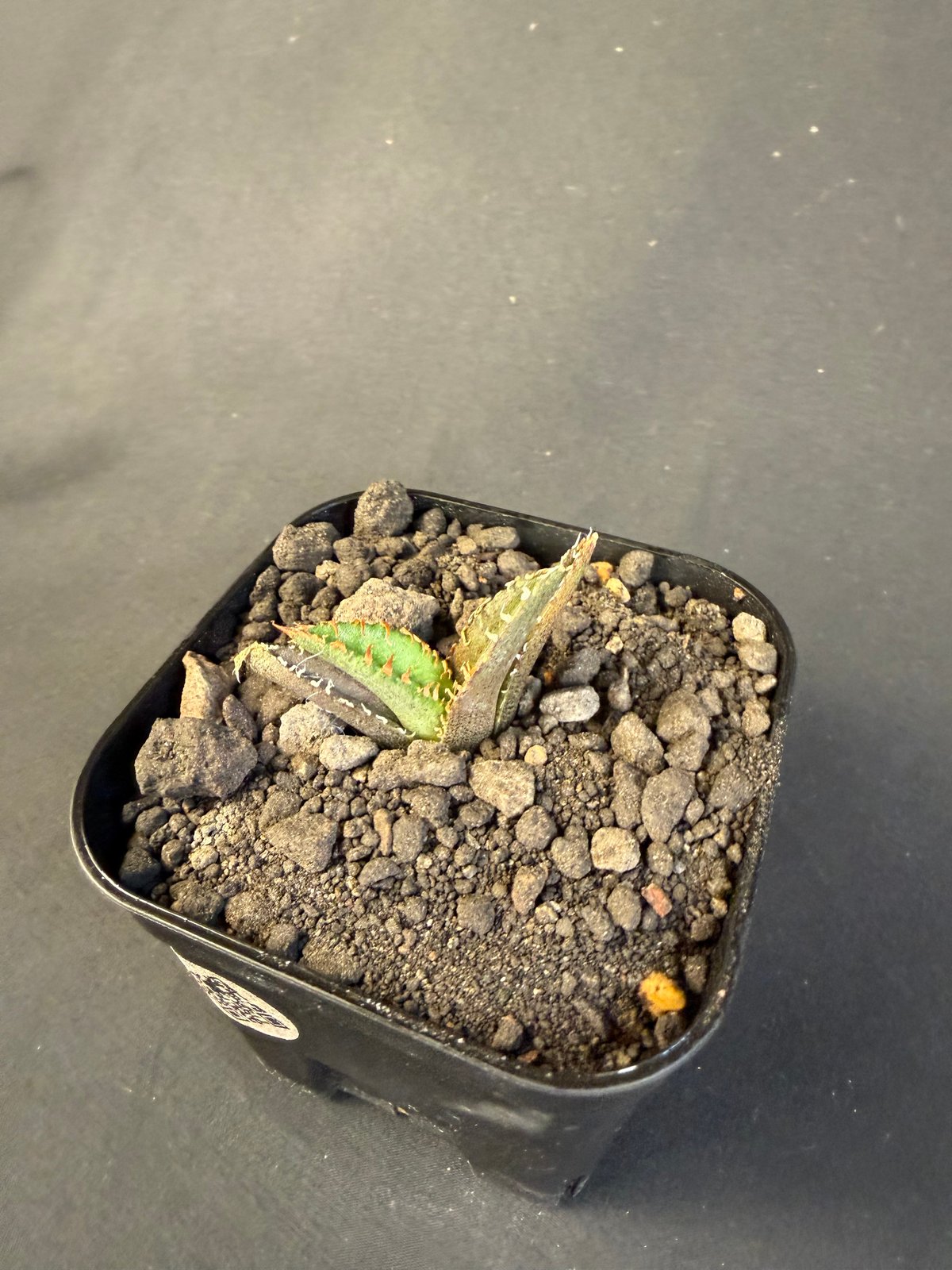 アガベ チタノタ 氷雹（ひょうひょう)子株 | HANDS PLANTS