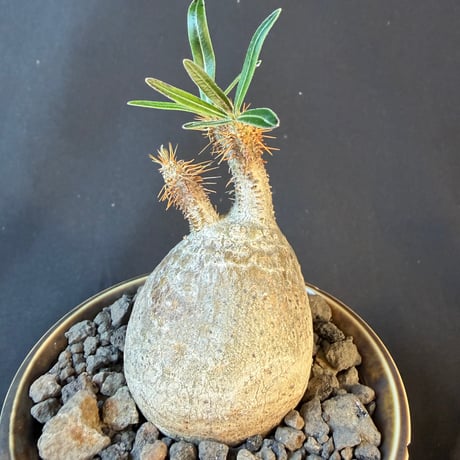 パキポディウムグラキリス 現地株　発根済み  陶器鉢 T22