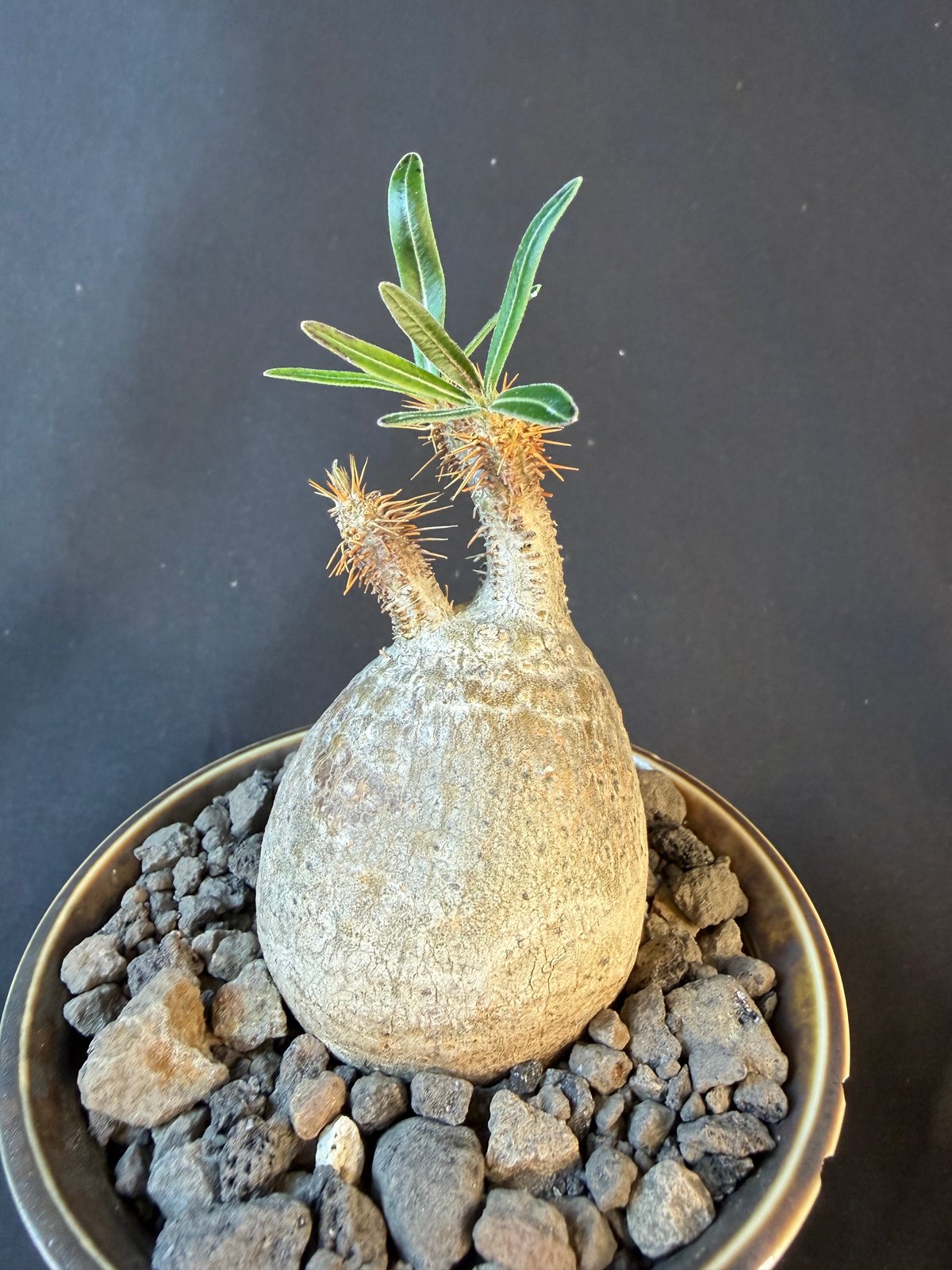 パキポディウムグラキリス 現地株 発根済み 陶器鉢 T22 | HANDS PLANTS