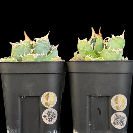 アガベ魔丸 | STORES