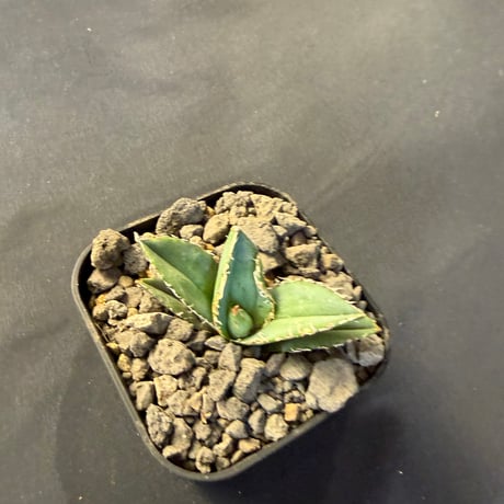 アガベ チタノタ　麻花龍（まかりゅう）