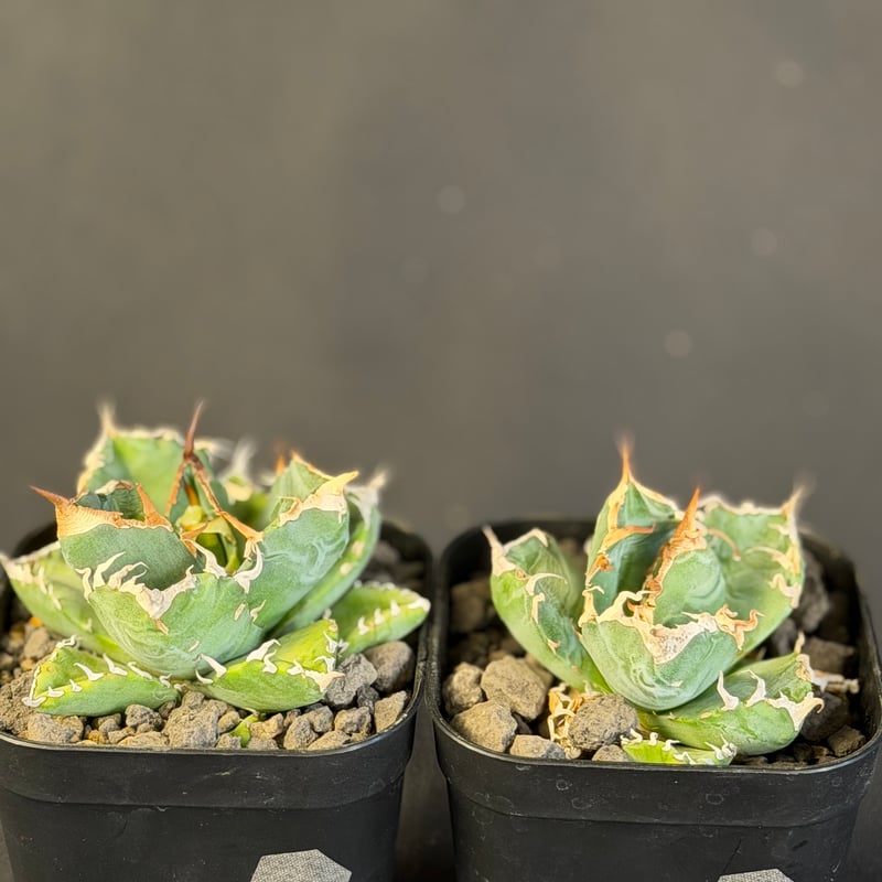 【コレクション株】アガベ　チタノタ　魔丸　中株　良型 アガベ・チタノタ「魔丸」2株SET 10549 | HANDS PLANTS