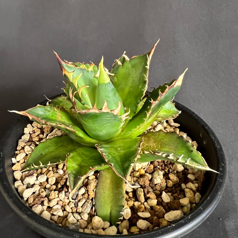 アガベ チタノタ レッドキャットウィーズル5号 27 | HANDS PLANTS