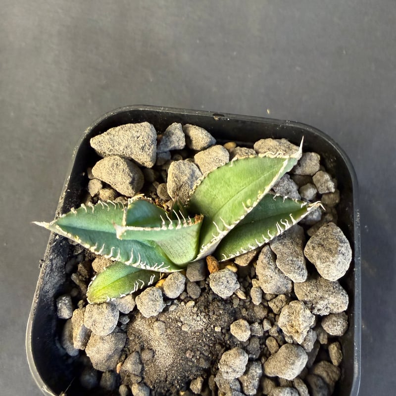 アガベ チタノタ 鰐亀（ワニガメ）子株 ④ | HANDS PLANTS