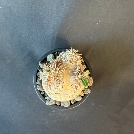 パキポディウム属 品種不明 発根済 良型 塊根植物 コーデックス
