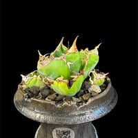 アガベ　チタノタ　魔丸　鉢　64