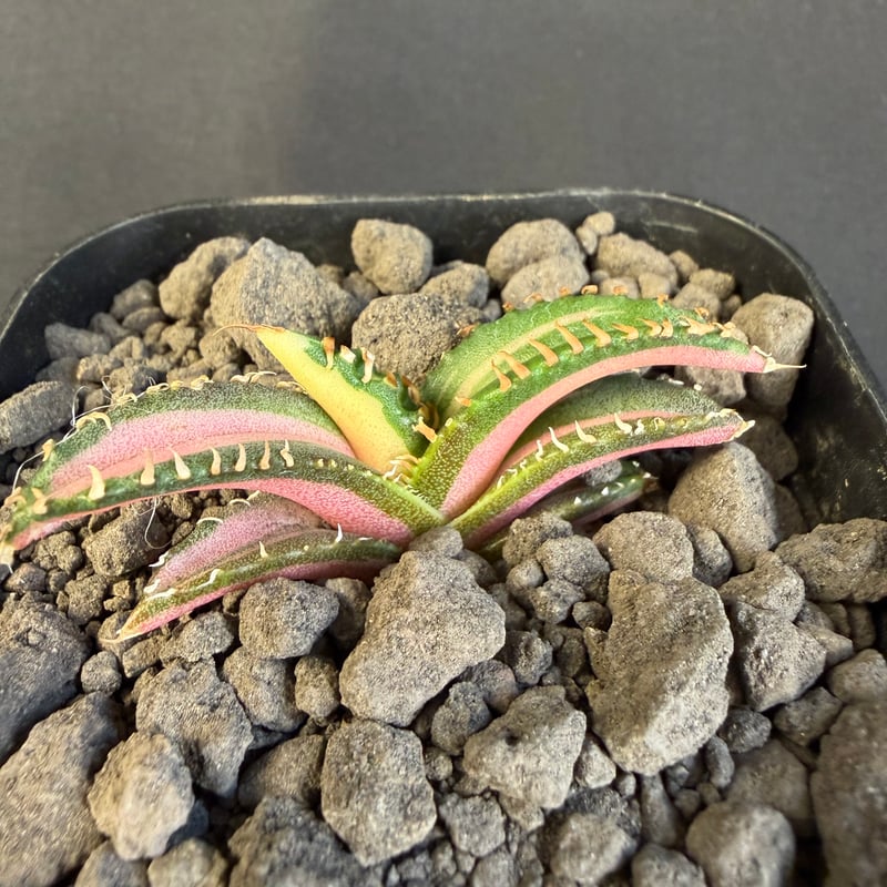 アガベ チタノタ 白豪刺中斑錦明錦 ⑥ | HANDS PLANTS