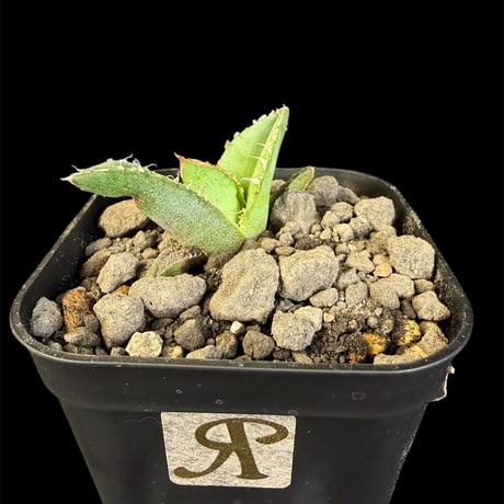 アガベチタノタ麻花龍 | STORES