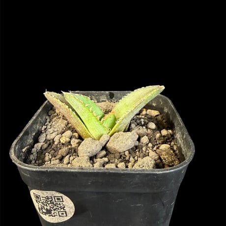 アガベ麻花龍 | STORES