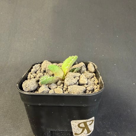 アガベ チタノタ 響尾蛇（ガラガラヘビ） 子株 ②