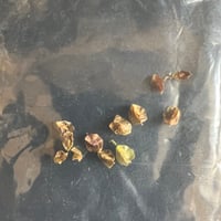 ケラリアピグマエア　種子　　10粒