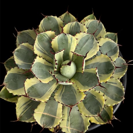 直径約30センチオーバーの大株です。吉祥冠錦 吉祥冠錦 | STORES