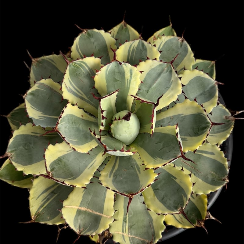 アガベ 吉祥冠錦 大株G | HANDS PLANTS