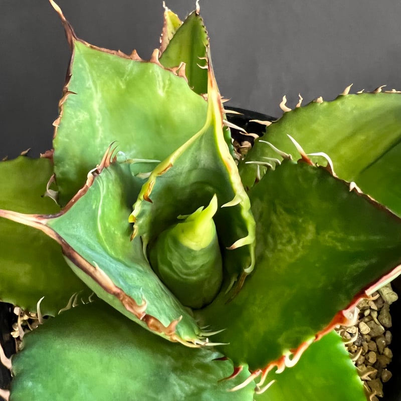 アガベ チタノタ 剣竜 29 | HANDS PLANTS