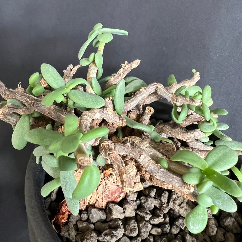ケラリアピグマエア 現地株 発根済 33 | HANDS PLANTS