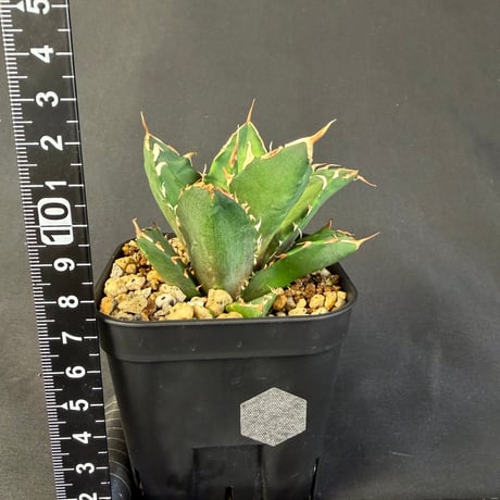 アガベ　チタノタ　鬼爪  901 ⑧