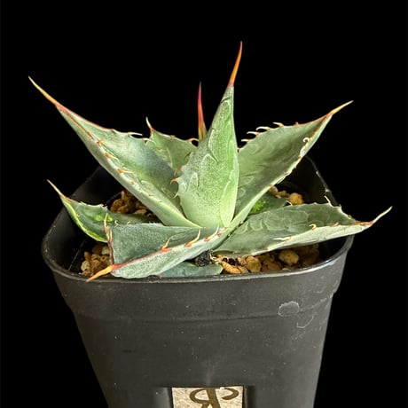 パラサナ | STORES