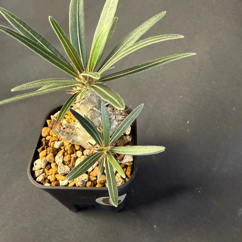 グラキリス 実生 13 g | HANDS PLANTS