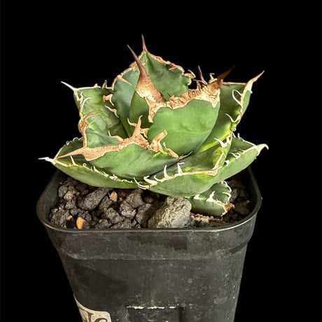 アガベsad | STORES