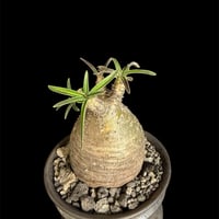 パキポディウムグラキリス 現地株　発根済み  陶器鉢M248