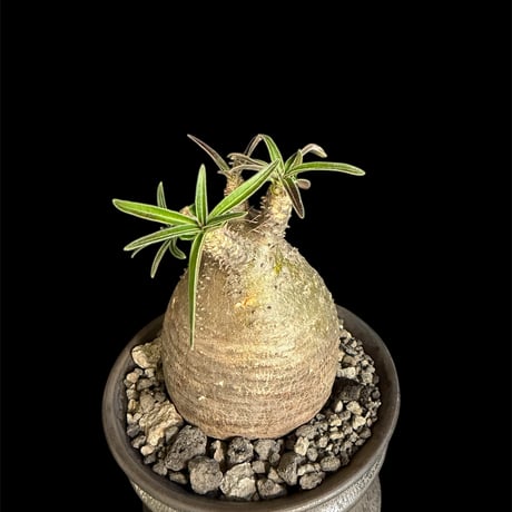 パキポディウムグラキリス | STORES