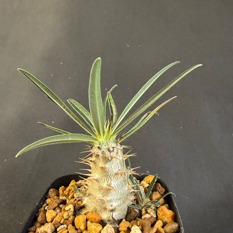 タイムセール　国内実生　グラキリス良型 グラキリス 実生 13 j | HANDS PLANTS