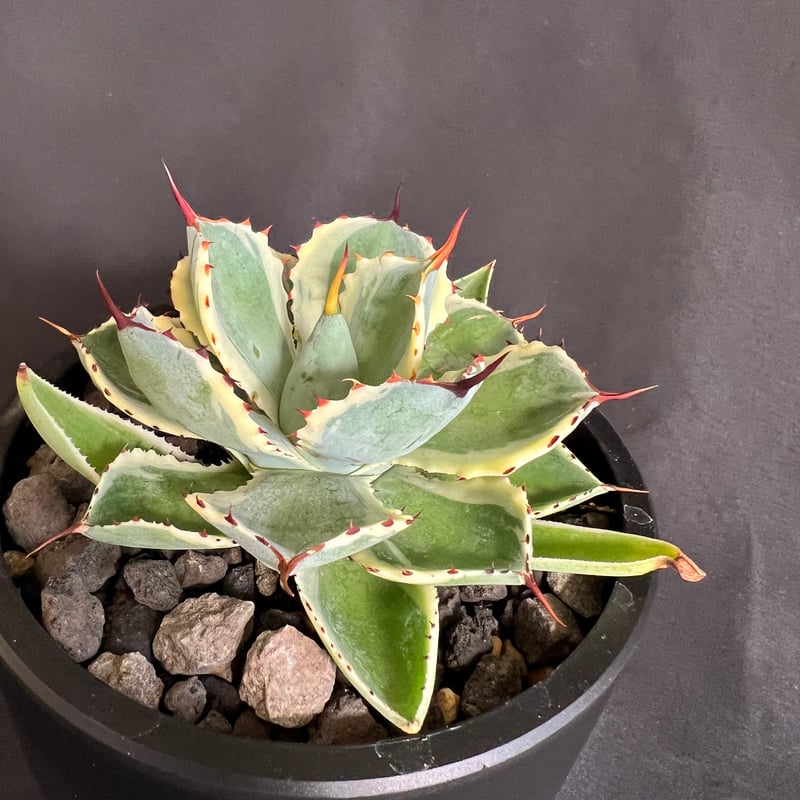 アガベ 吉祥冠錦 | HANDS PLANTS