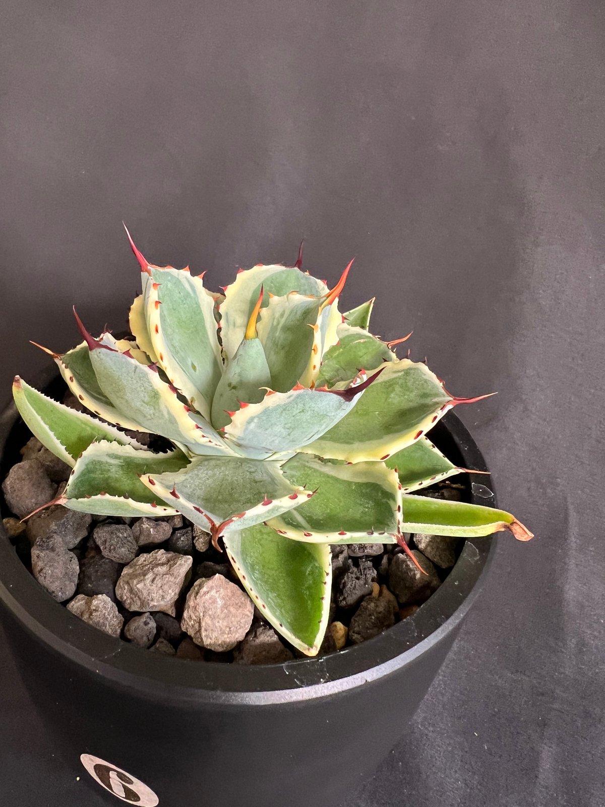 アガベ 吉祥冠錦 | HANDS PLANTS