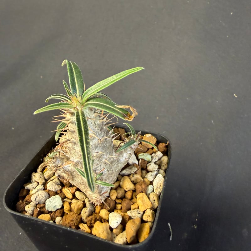 グラキリス 実生 13 ny | HANDS PLANTS