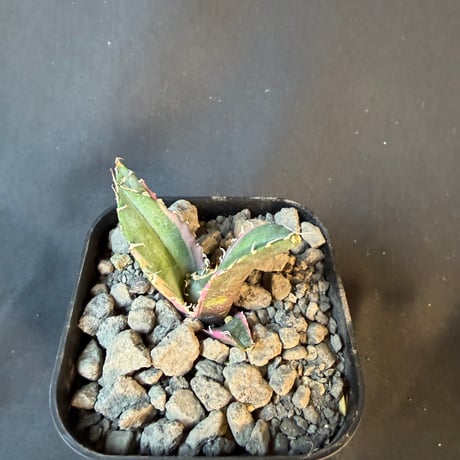 アガベ　チタノタ　白鯨錦　⑥