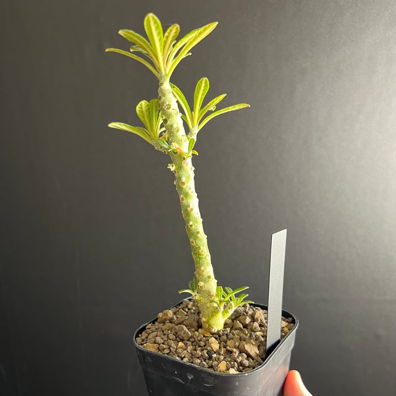 希少ドルステニアギガスブラータ国内実生株