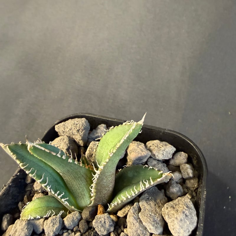 アガベ チタノタ 鰐亀（ワニガメ）子株 ④ | HANDS PLANTS