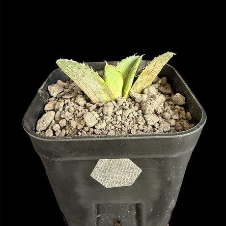 アガベ麻花龍 | STORES