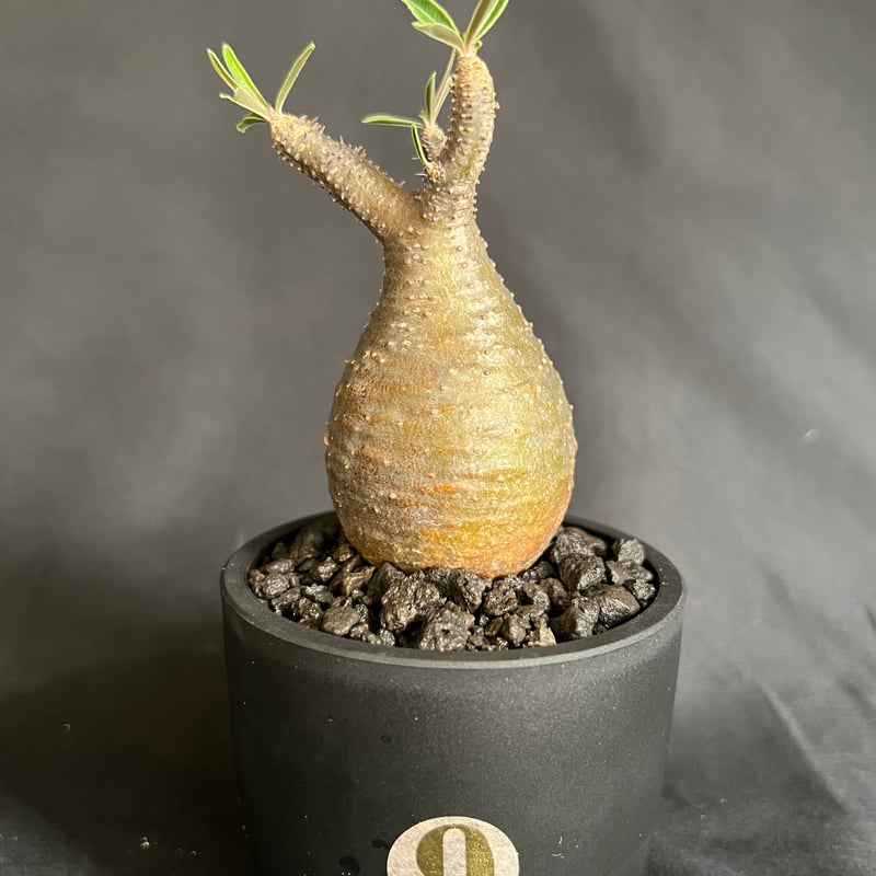 パキポディウムグラキリス 発根済み 11 | HANDS PLANTS