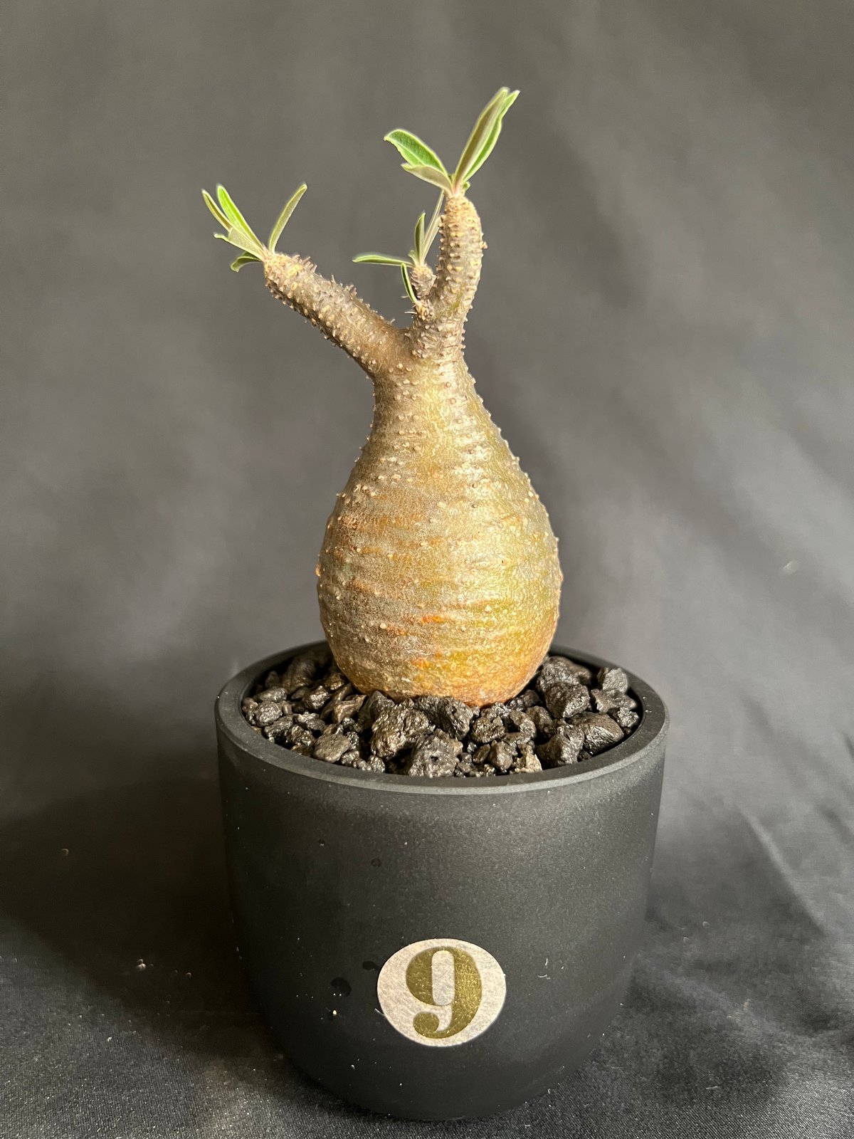 パキポディウムグラキリス 発根済み 11 | HANDS PLANTS