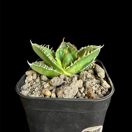 ホオジロザメ | STORES